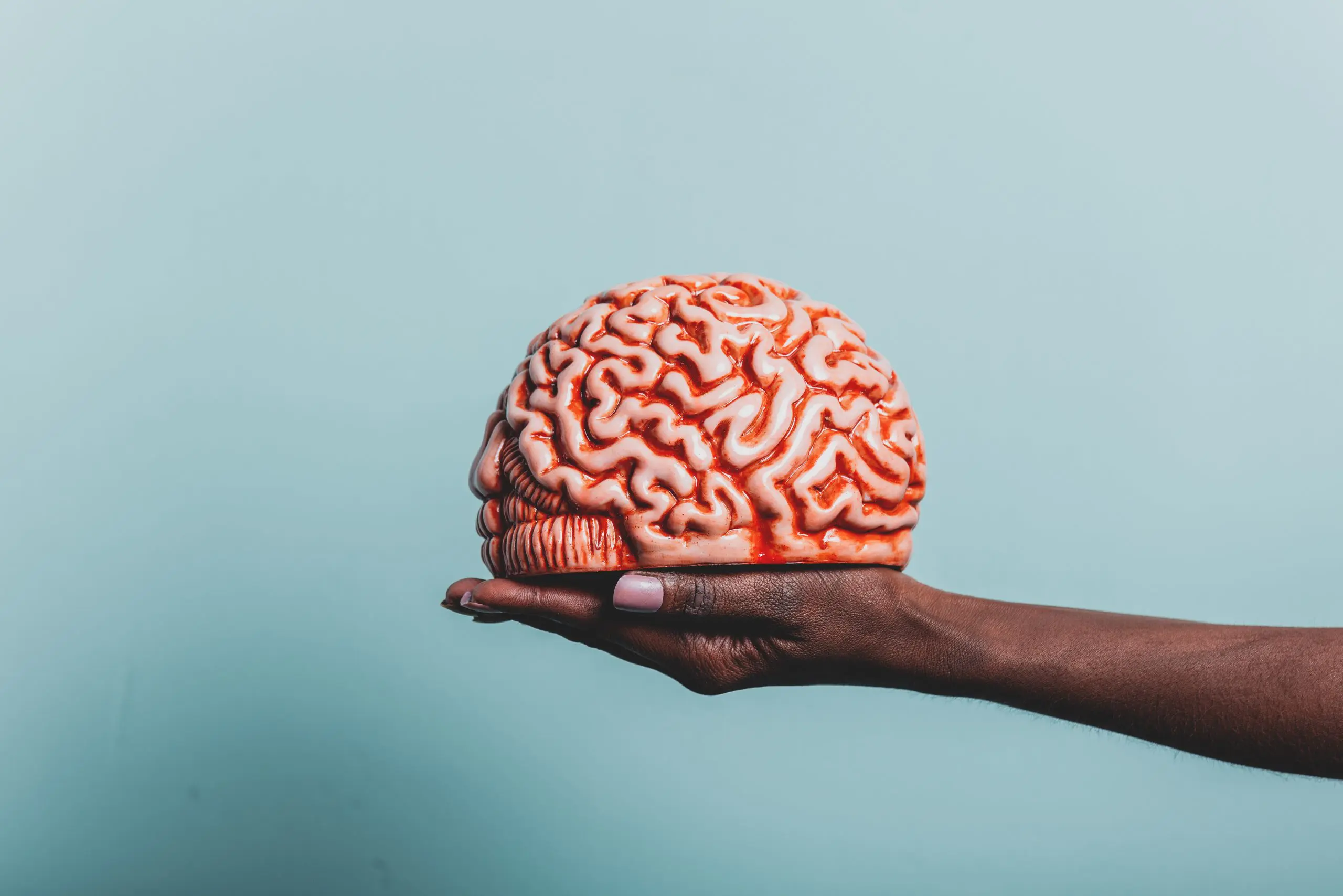 a hand holding a model of a brain