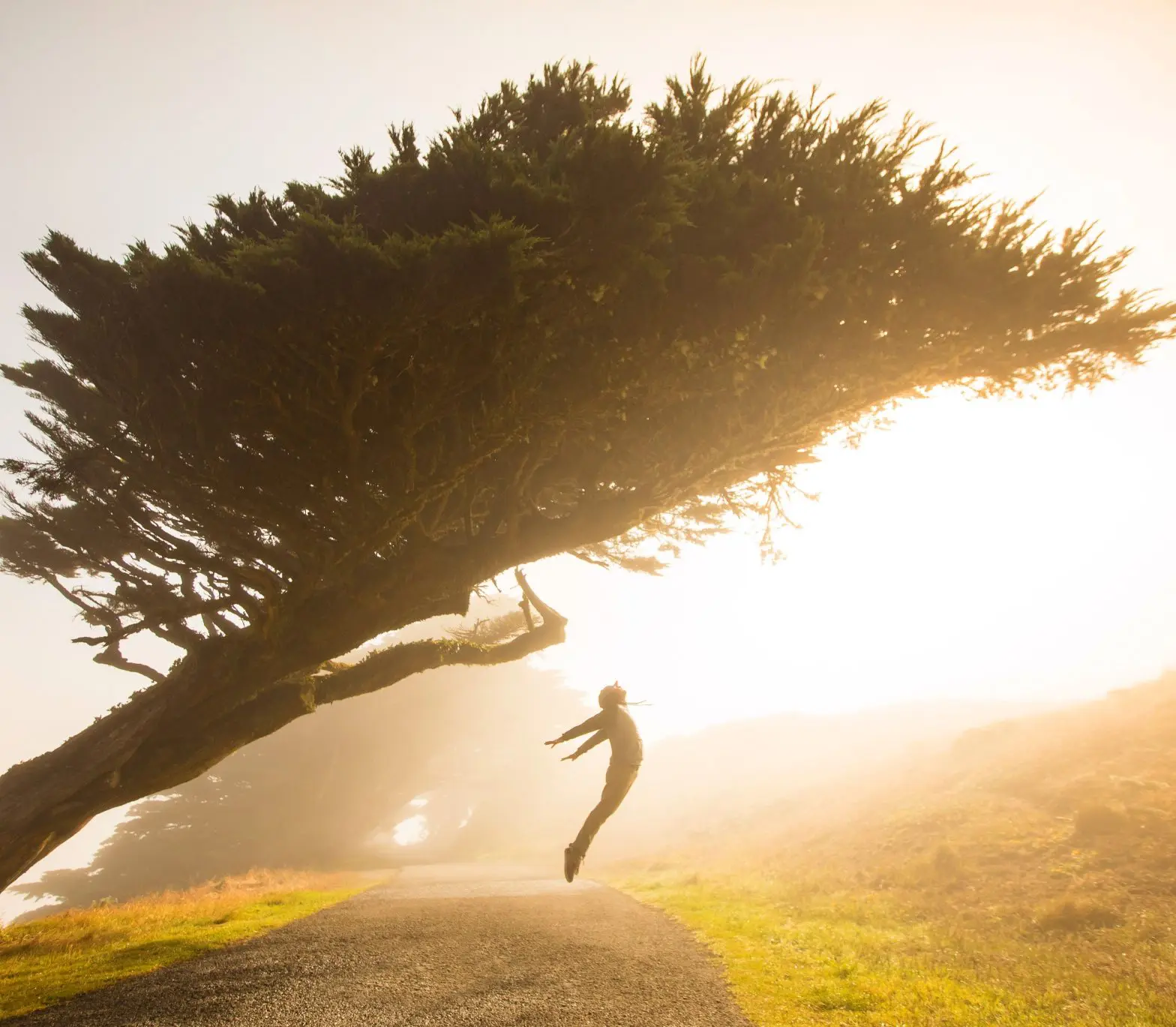 a person from a tree