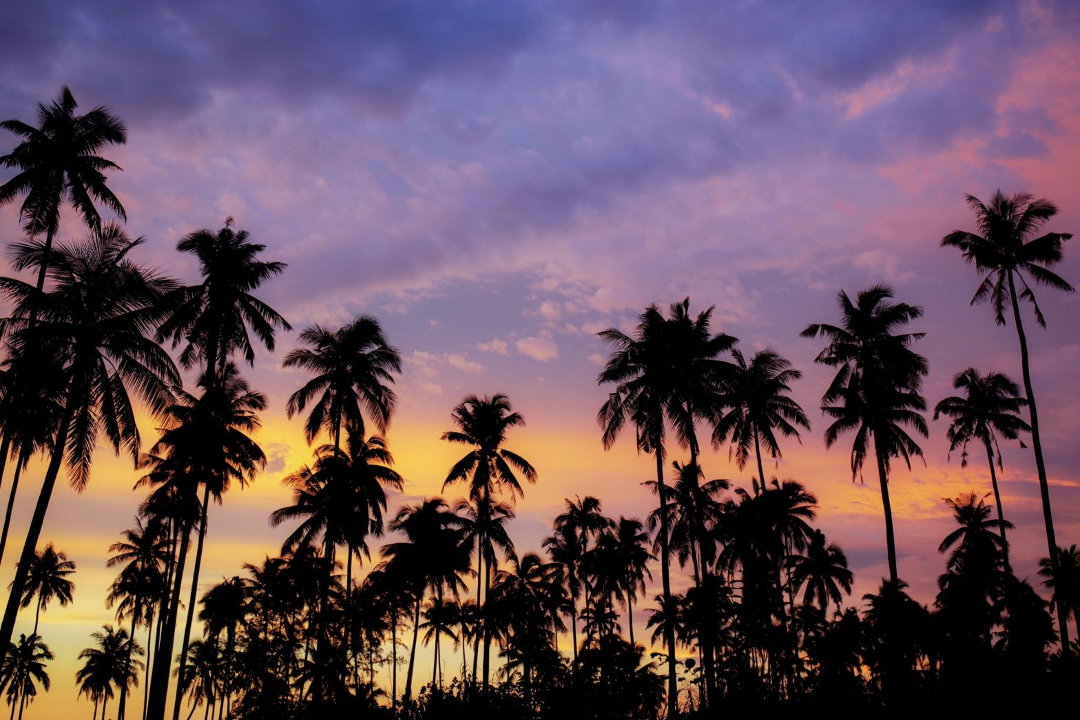 Palm trees overlooking a beautiful sky, emphasizing the beauty of California rehab centers